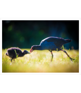 Pukeko and Chick: Card