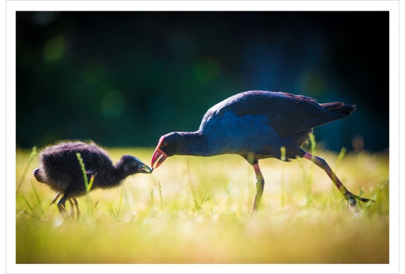 Pukeko and Chick: Card