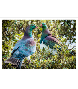 Kereru Couple: Card