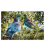 Kereru Couple: Card