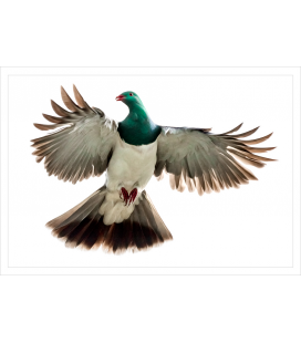 Kereru, Caught in Flight: Card