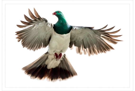 Kereru, Caught in Flight: Card