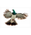 Kereru, Caught in Flight: Card