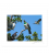 Kereru Group, Puriri Treetop: 6x8 Matted Print