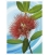 Pohutukawa Flower: Card