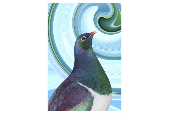 Kereru Portrait: Card