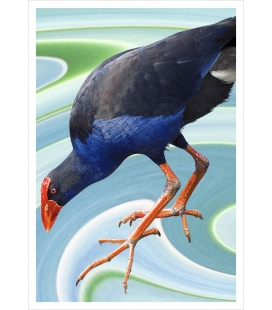 Wading Pukeko: Card