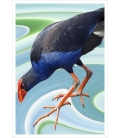 Wading Pukeko: Card