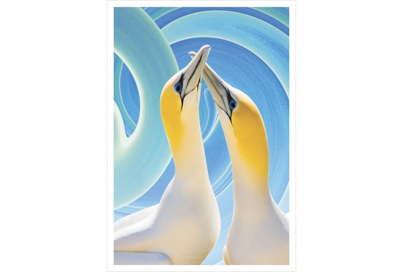 Gannet Couple: Card