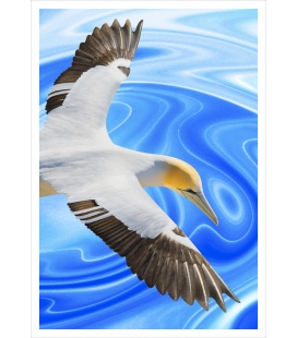 Soaring Gannet: Card