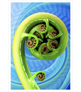 Koru: Card