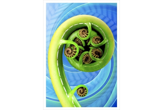 Koru: Card