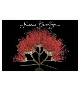 Pohutukawa Flower (Seasons Greetings): Card