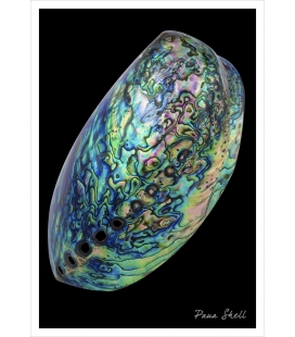 Paua Shell: Card