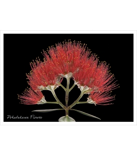Pohutukawa Flower: Card