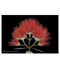 Pohutukawa Flower: Card