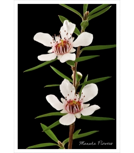 Manuka Flowers: Card