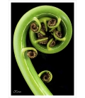 Koru: Card