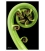 Koru: Card
