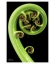 Koru: Card