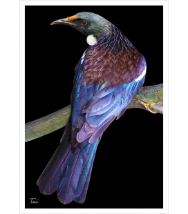 Tui: Card