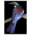 Tui: Card