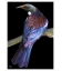 Tui: Card