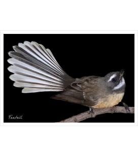 Fantail: Card