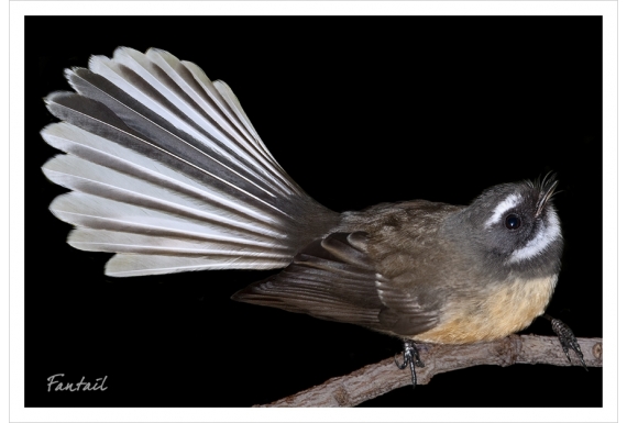 Fantail: Card