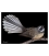 Fantail: Card
