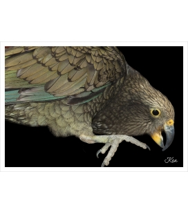 Kea: Card