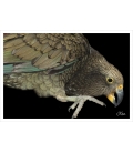 Kea: Card