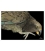 Kea: Card