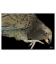Kea: Card