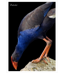 Pukeko: Card