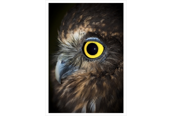 Ruru (Morepork), NZ Native Owl: Card