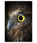 Ruru (Morepork), NZ Native Owl: Card