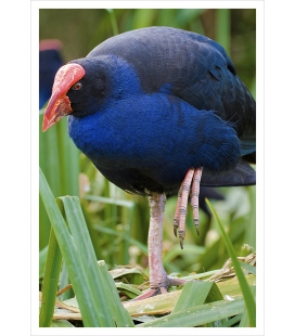 Pukeko in Reeds: Card