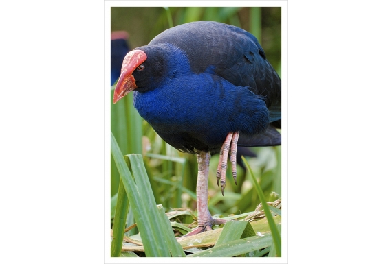 Pukeko in Reeds: Card