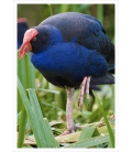 Pukeko in Reeds: Card