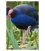 Pukeko in Reeds: Card