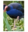 Pukeko in Reeds: Card