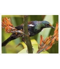Young Tui feeding on Flax (Harakeke): Card