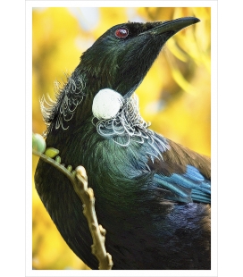Tui among Kowhai Blossoms: Card