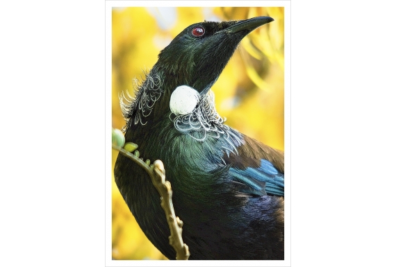 Tui among Kowhai Blossoms: Card