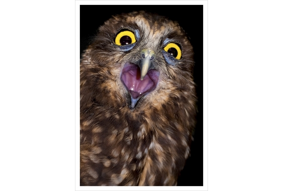 Screeching Ruru (Morepork): Card