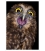 Screeching Ruru (Morepork): Card