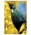 Tui in Kowhai Tree: Card
