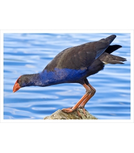 Pukeko on Rock: Card