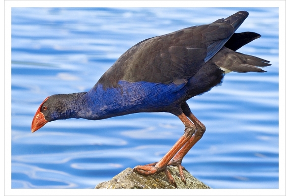 Pukeko on Rock: Card